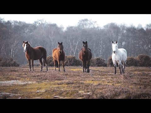 New Forest Ponies | Short Film | University Assignment