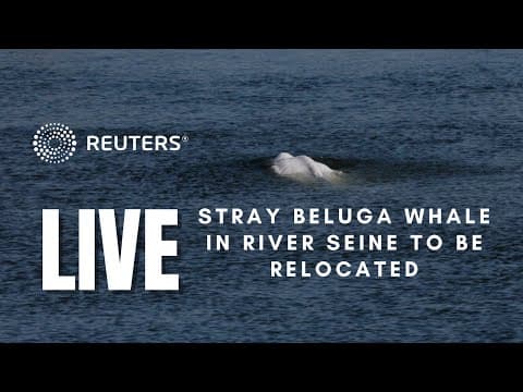 LIVE: Stray Beluga whale in River Seine set to be moved