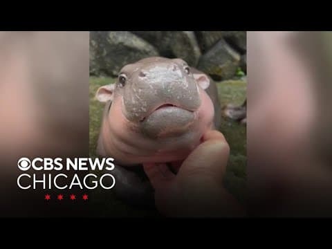 Viral pygmy hippo Moo Deng becomes global sensation