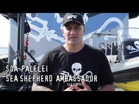 Introducing "ambassador" UFC fighter Soa "The Hulk" Palelei