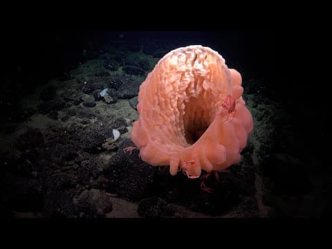 Biodiverse Borderlands - 4K ROV Highlights