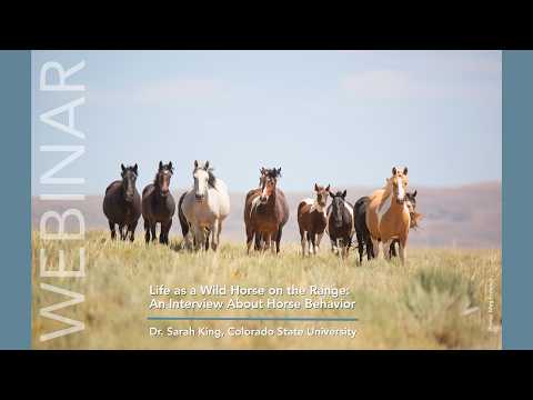 RTF Webinar: Life as a Wild Horse on the Range
