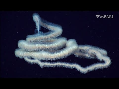 The woolly siphonophore thrives in the deep sea by stretching out to catch a meal