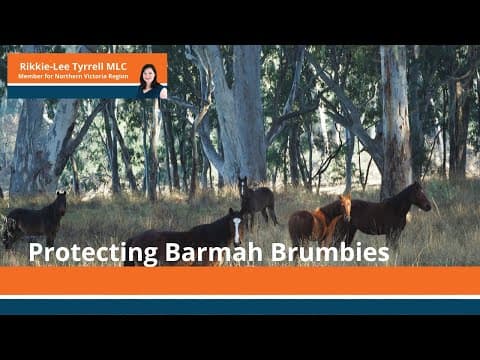 Protecting the Barmah Brumbies