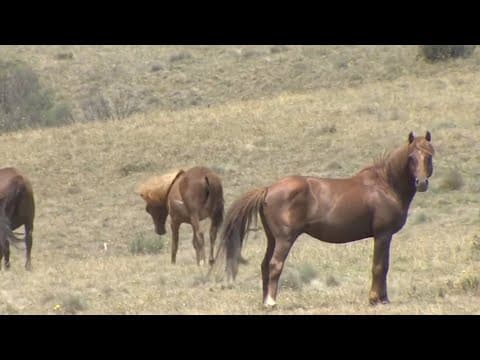 NSW government to trial new fertility controls for brumbies