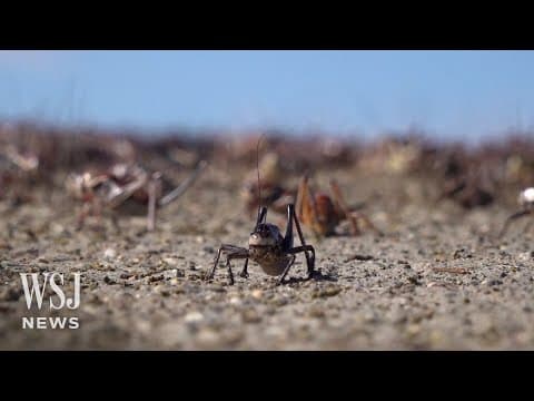 Mormon cricket infestations