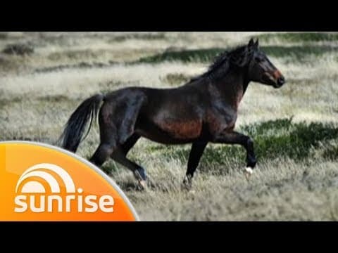 Brumby battle in Victoria's alpine region | Sunrise