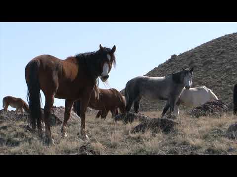 Wild Horse and Burro Act of 1971 - Utah's WHB Program