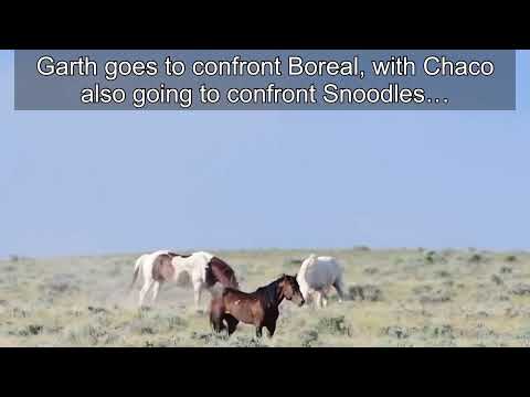 “The Legend & Friends” - McCullough Peaks Wild Horses