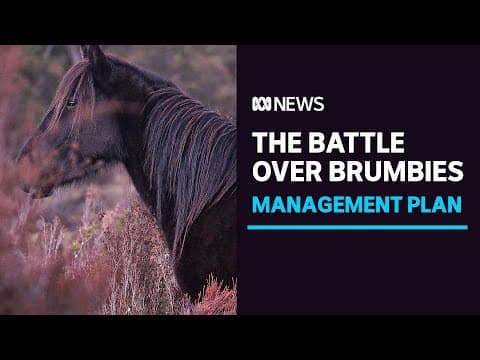 In Australia's peaceful high country a battle is brewing over wild horses | ABC News