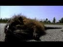 !!! - Yadnus