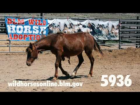 Wild Horse Adoption June 2021