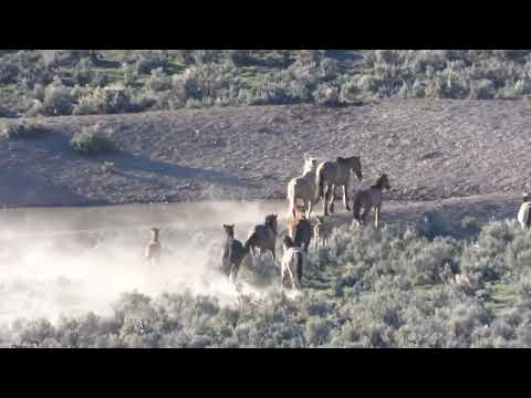 Water Twice A Day - Scene and Herd Wild Horses
