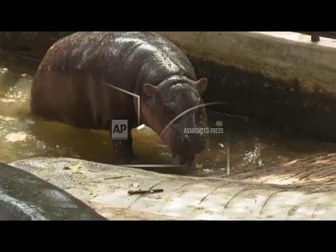 Baby pygmy hippo sensation Moo Deng marks first birthday, AP explains