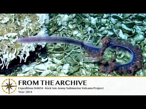 Stunning Siphonophore Strikes Back- 2014 (Remastered!) | Nautilus Live