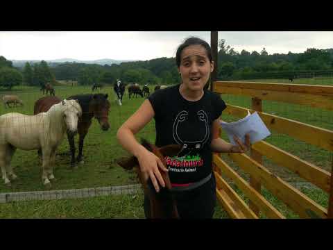 Amaral y los caballos salvajes de la Rapa das Bestas