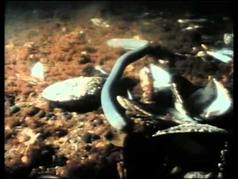 (20) La Collection COUSTEAU - Alcyone, fille du vent (1985) - Cap Horn les eaux du vent (1986)