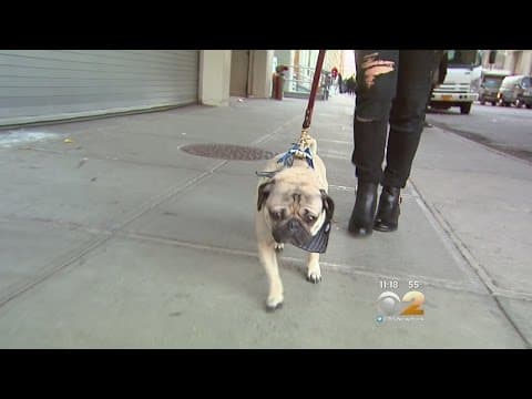 Doug The Pug Goes Viral