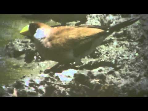 151006 Paul Solomon on Cape York Birding Trip 1