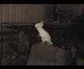 Snowball is a Rockin' to the Backstreet Boys Cockatoo