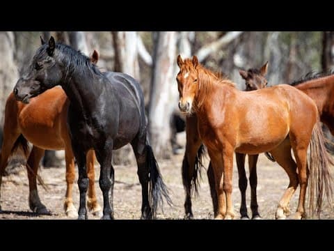 Control of Brumby population needs to be taken ‘seriously’