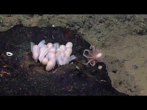 The Second Start | Octopus Odyssey (too) - Week 1