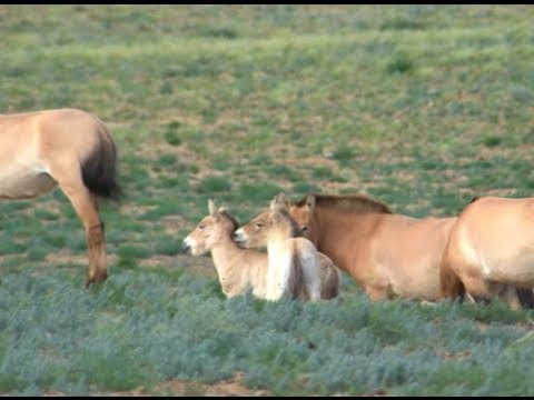 World Record Horse Twins Turn One Month Old