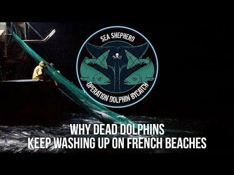 Why Dead Dolphins Keep Washing Up on French Beaches