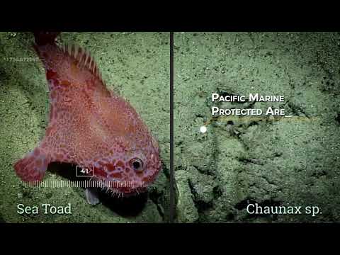 NOAA Ship Okeanos Explorer: 2017 highlights