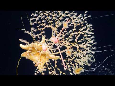 A Mosaic of Life | High Seas and Seamounts of the Nazca Ridge