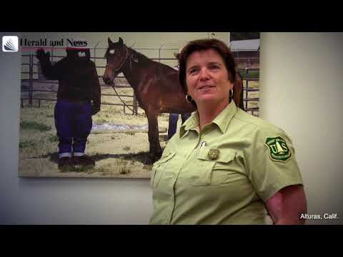 Wild Horse Gather begins on the Modoc National Forest