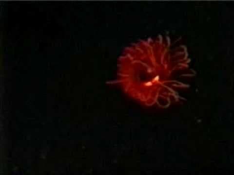 Operation Deep Scope 2005: Eye-in-the-Sea Bioluminescence