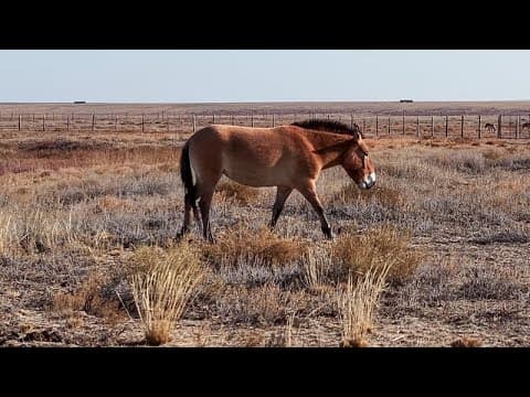 Kazakhstan brings back its endangered Przewalski’s horses