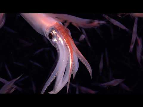 A Partnership for Discovery | #SouthSandwichIslands