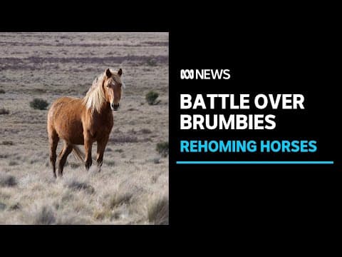 Bitter high country clash over Australia's wild horses | ABC News