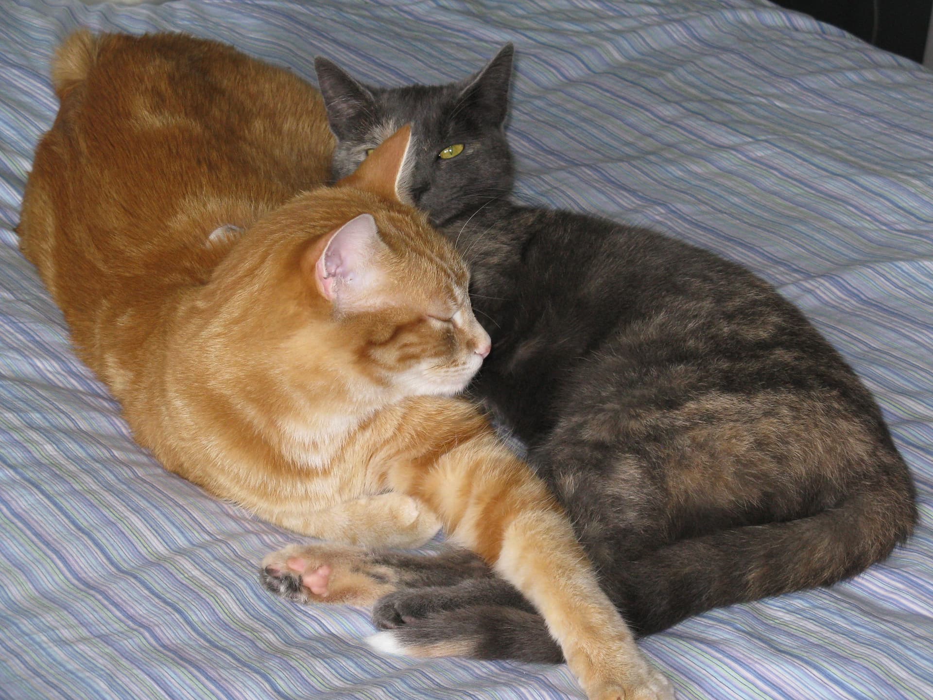 Chatelaine (ginger Manx cat) and Tropea (dilute tortoiseshell cat)