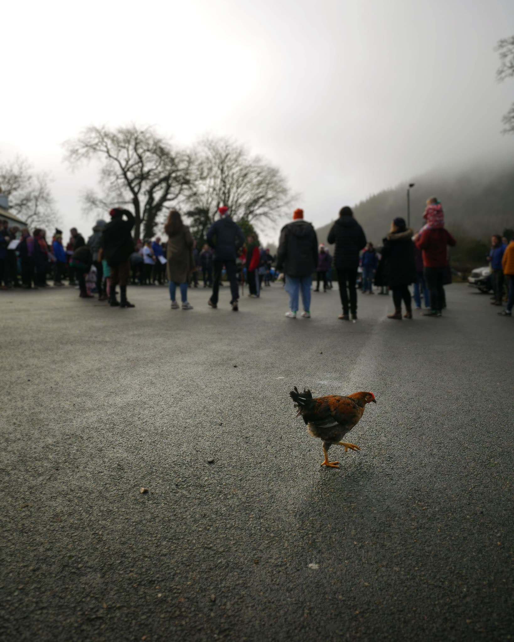 The chicken isn't interested in Hunting the Wren