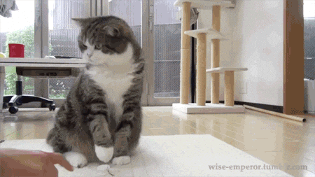 I Can Has Cheezburger and the Impact-Font Cat