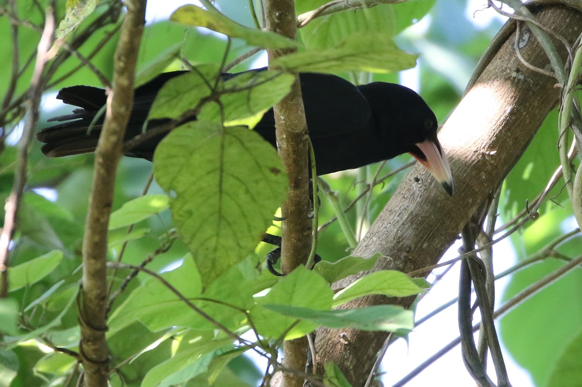 White-billed Crow on Guadalcanal