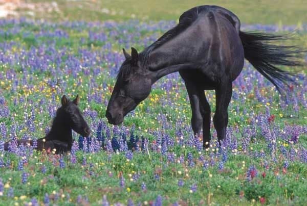 Feral horse and foal - Pryor Mountain Wild Horse Range - Montana