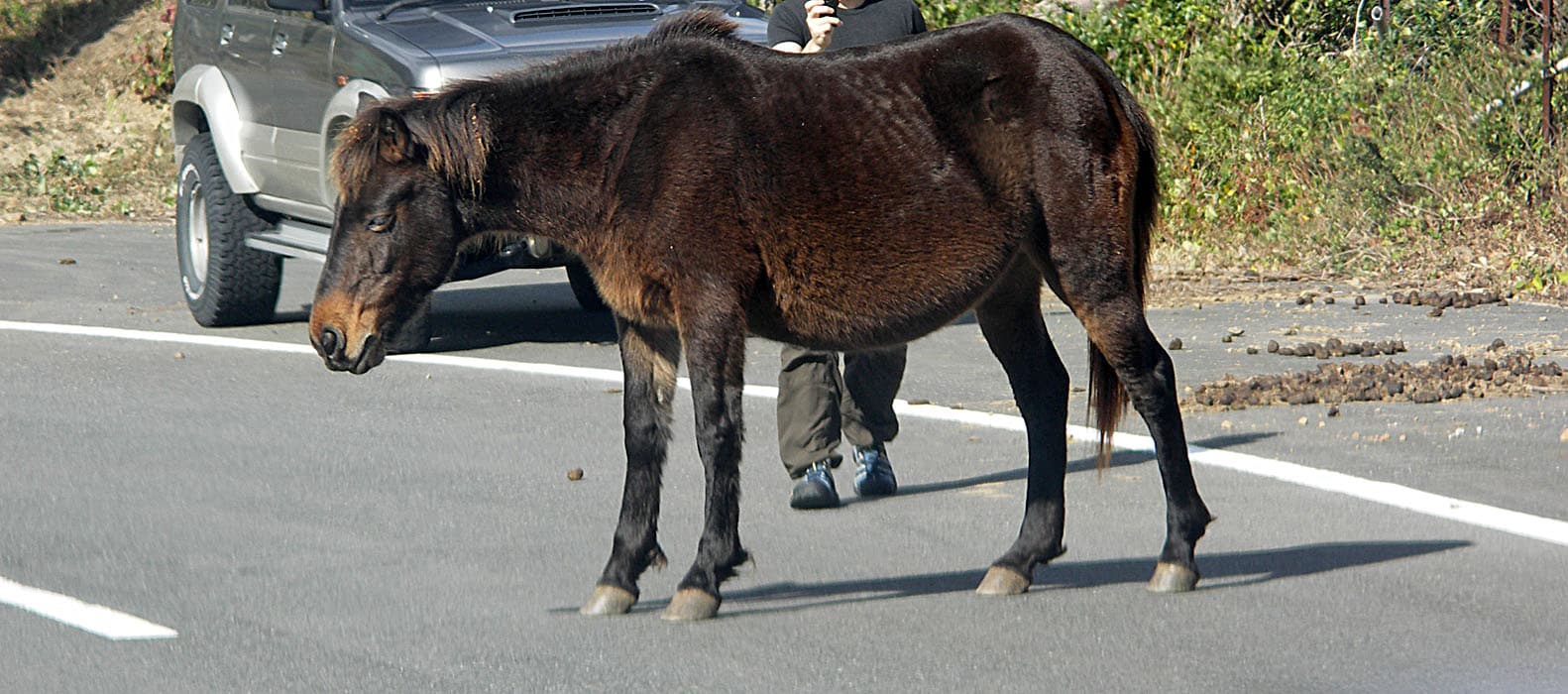 Wild horse of cape toi , 都井岬の野生馬 - panoramio - z tanuki (3)