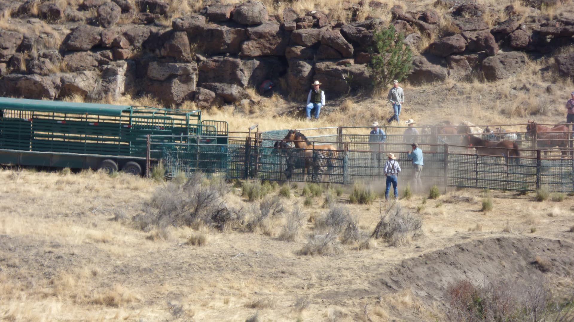 Gatherers run horses from the corral to the horse trailer for transport