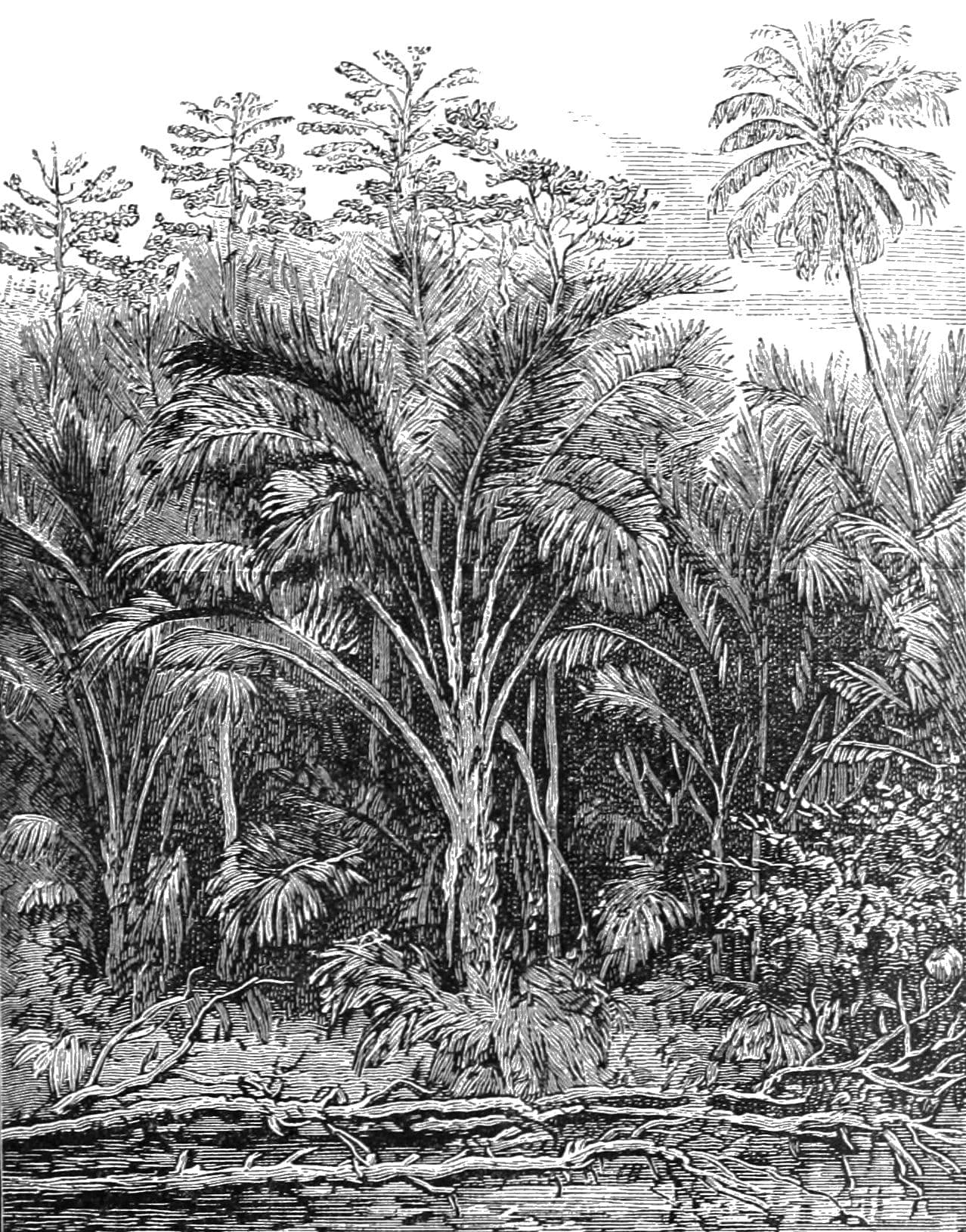 PSM V35 D503 Sago palms and nuts on the bokorimbo river guadalcanar