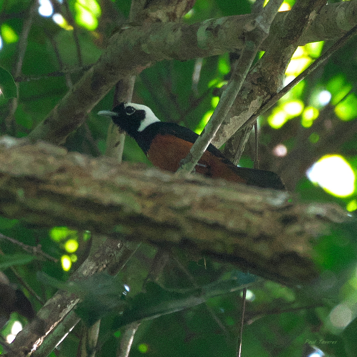 White-capped monarch, Kolombangara