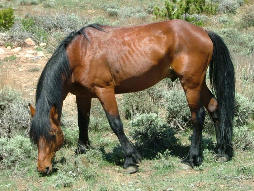 Pryor Mountains feral horse - 2009
