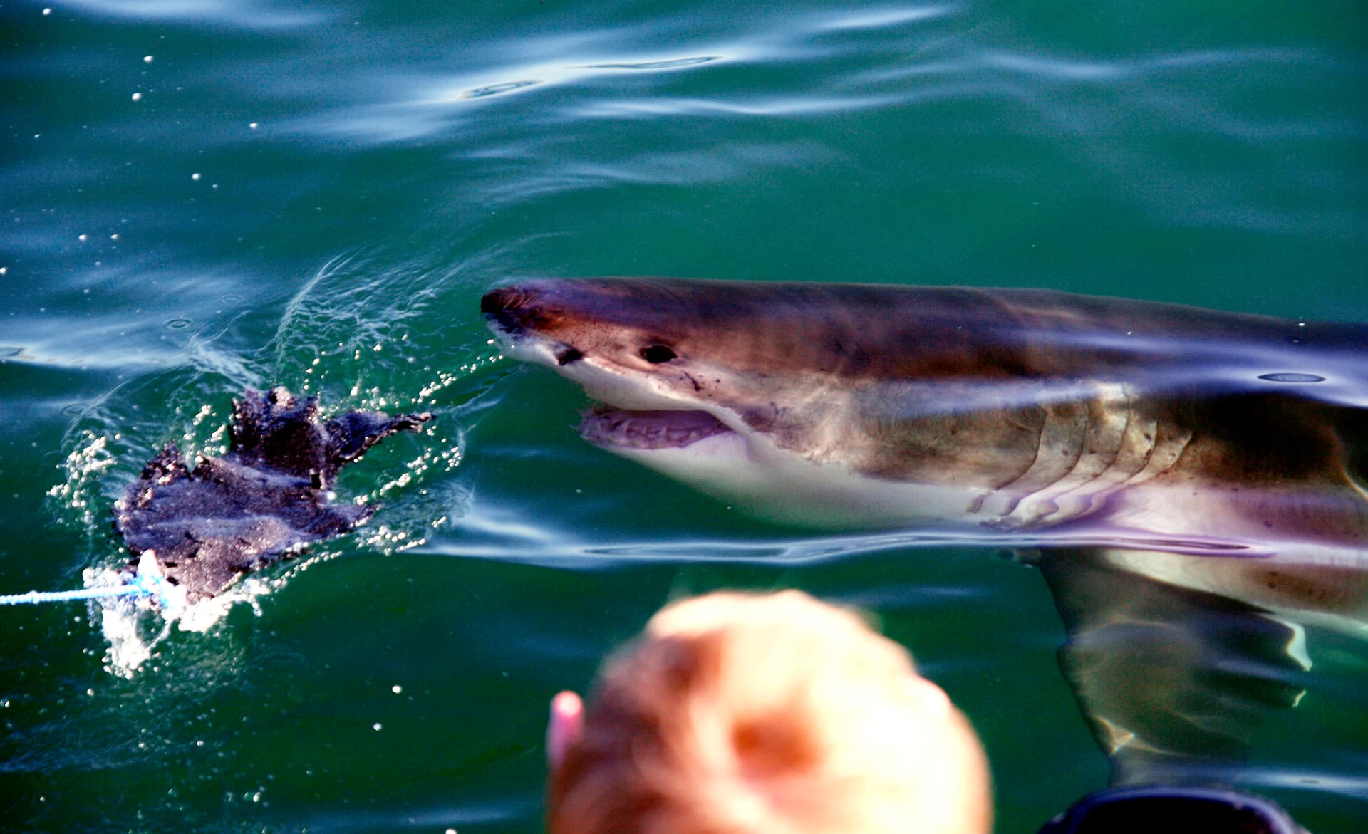 A white shark at the boat, False Bay, South Africa