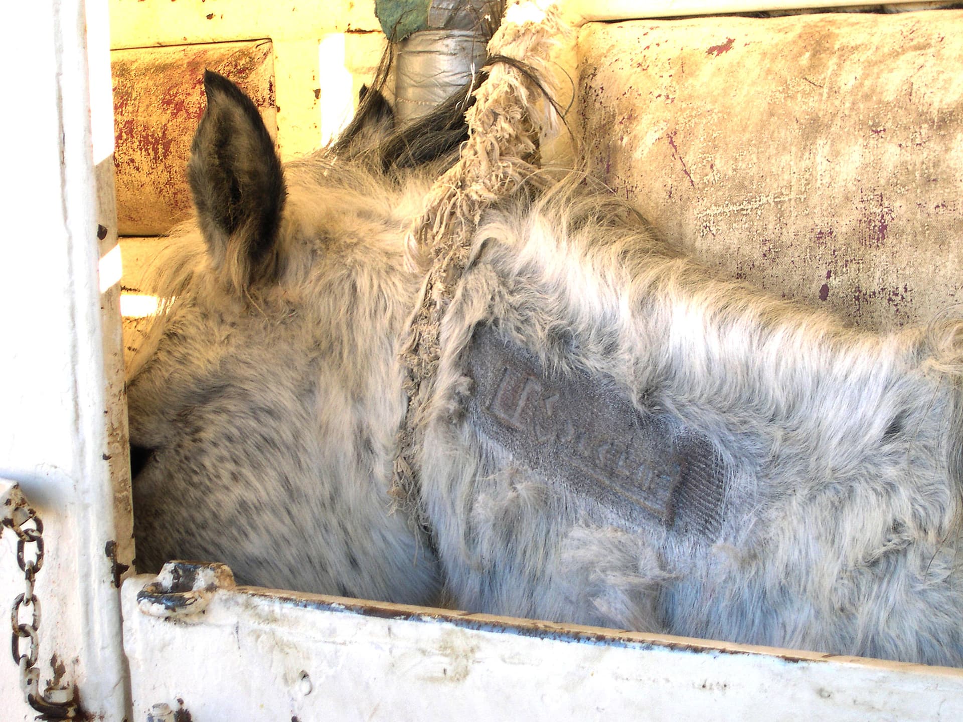 Freeze brand on a wild horse at Palomino Valley National Wild Horse and Burro Center