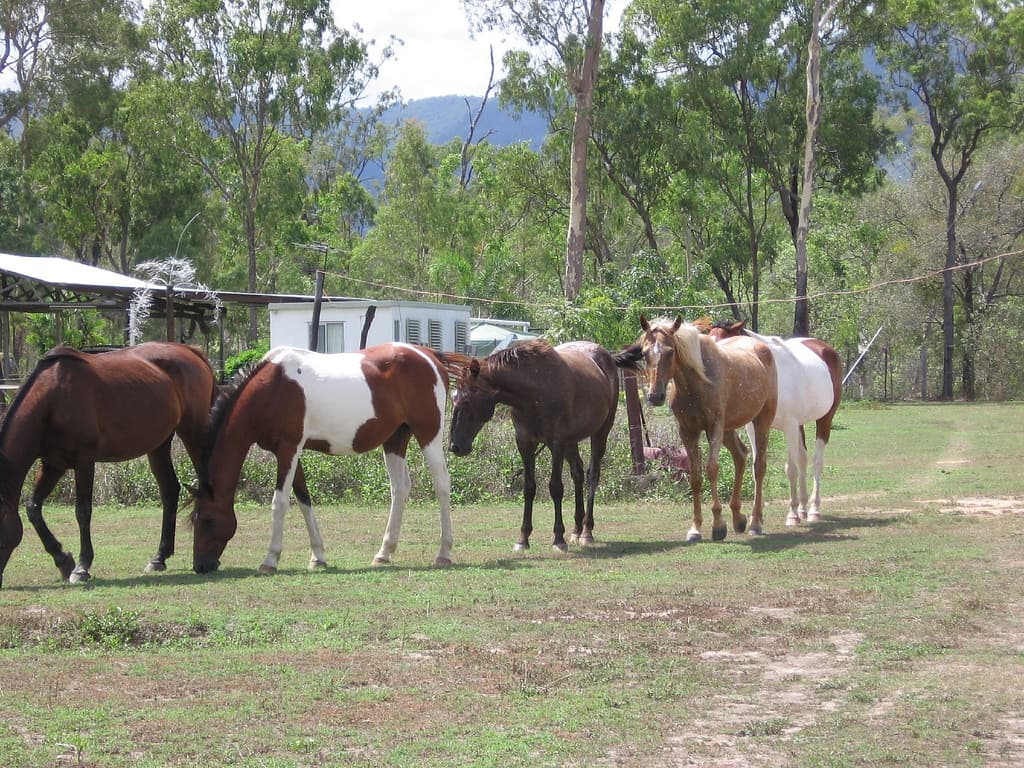 Wild horses (brumbys) for tim n' cathy