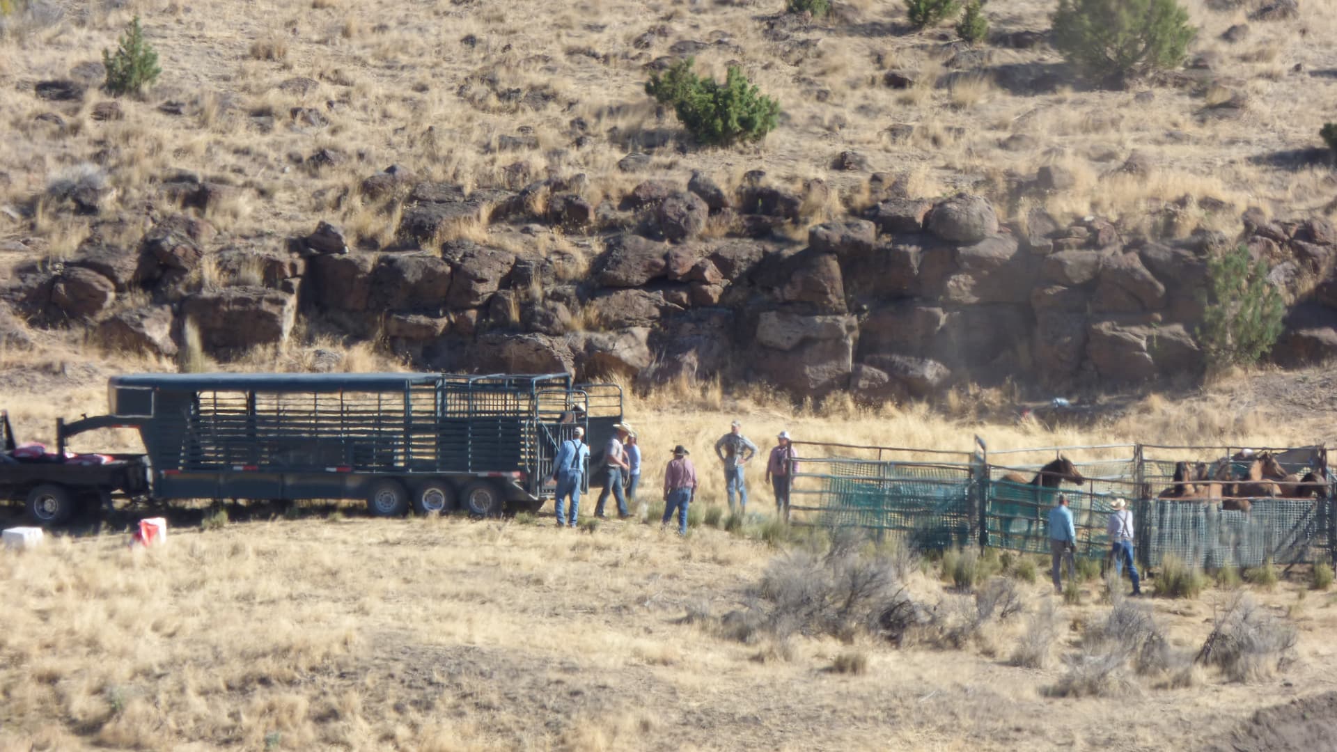 Gatherers get the trailer ready for the horses