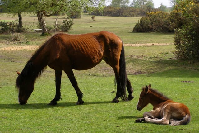 Ponies at the New Forest golf club